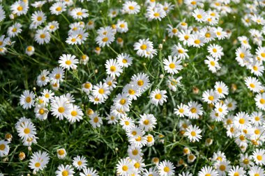 Çiçek tarlasında büyüyen papatya çayı