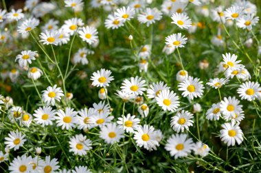 Çiçek tarlasında büyüyen papatya çayı