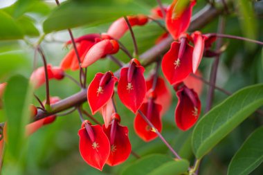 Madeira adasında erythrina horoz ibiği çiçeği