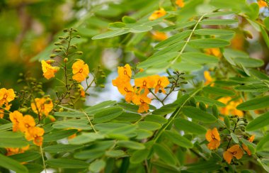 Madeira 'da Senna hebecarpa