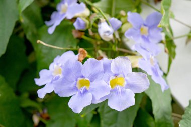 Madeira adasında Thunbergia çiçekleri