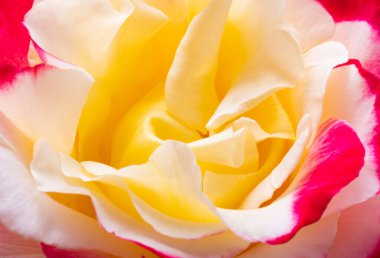 Güzel bir gülün arka planı