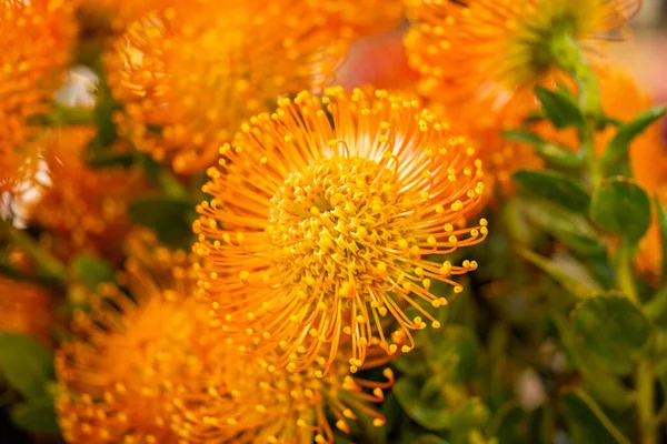 Piękny Kwiat Protea Zbliżenie — Zdjęcie stockowe