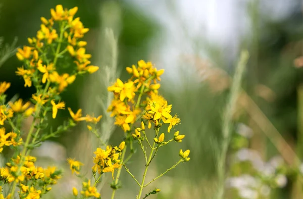 Hypericum Fleurs Dans Prairie — Photo