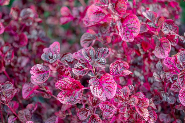 Irezine Herbst Hautnah Blumenbeet — Stockfoto