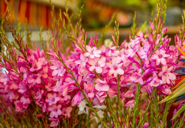 Bouquet Pink Watsonia Flowers Close — Stock Photo, Image