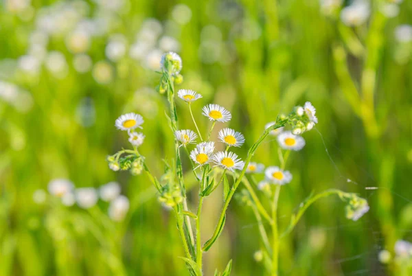Yaz Çayırında Beyaz Çiçekler — Stok fotoğraf