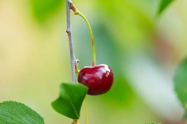 Cherry Berries Tree Close — Stock Photo, Image