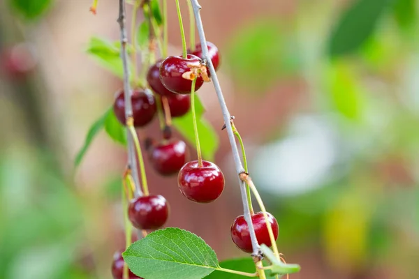 Cherry Berries Tree Close — Stock Photo, Image