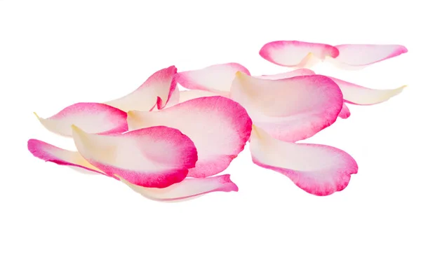 Ροζ Ροδοπέταλα Απομονωμένα Λευκό Φόντο — Φωτογραφία Αρχείου