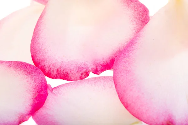 Pink Rose Petals Isolated White Background — Stock Photo, Image