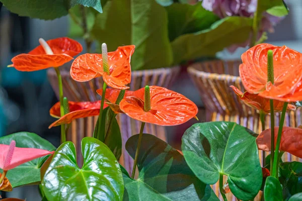 Red Anthurium Flower Store — Stock Photo, Image