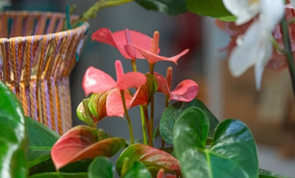 Rote Anthurium Blume Geschäft — Stockfoto