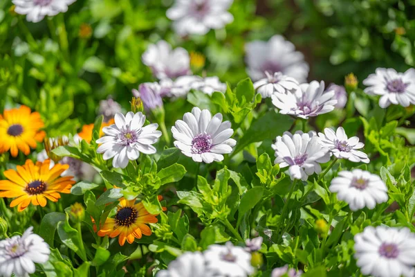 Çiçek Tarhında Büyüyen Osteospermum Çiçekleri — Stok fotoğraf