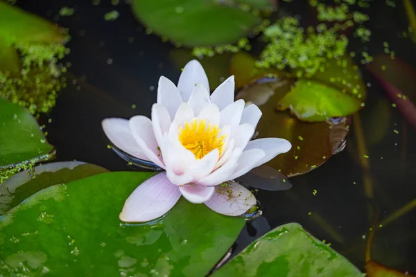 stock image water lily flower in the pond