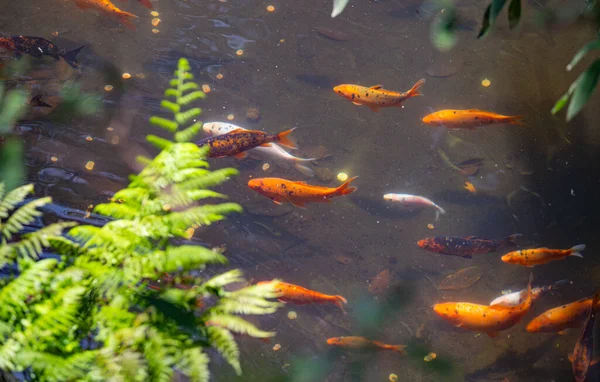 池の中を泳ぐ金魚 — ストック写真