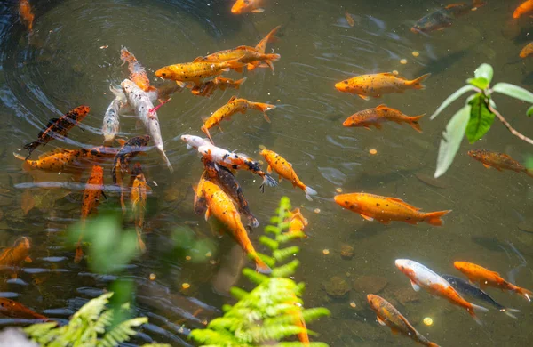 池の中を泳ぐ金魚 — ストック写真