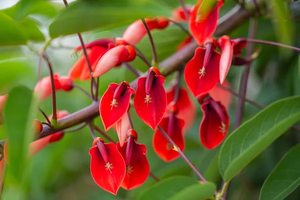 マデイラ島のエリスリナ コックスコムの花 — ストック写真