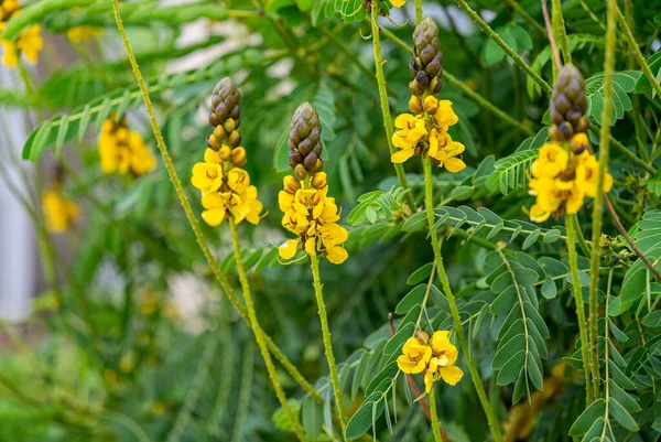 Senna Kwiaty Wyspie Madera — Zdjęcie stockowe