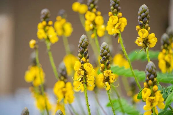 Senna Kwiaty Wyspie Madera — Zdjęcie stockowe