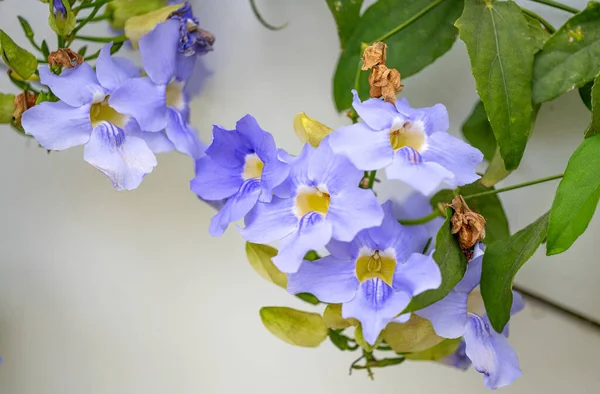 Thunbergia Flowers Madeira Island — Stock Photo, Image