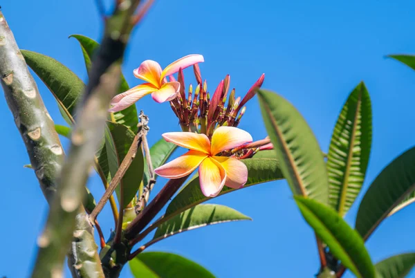 Plumeria Flowers Blooming Sunny Day — Stock Photo, Image