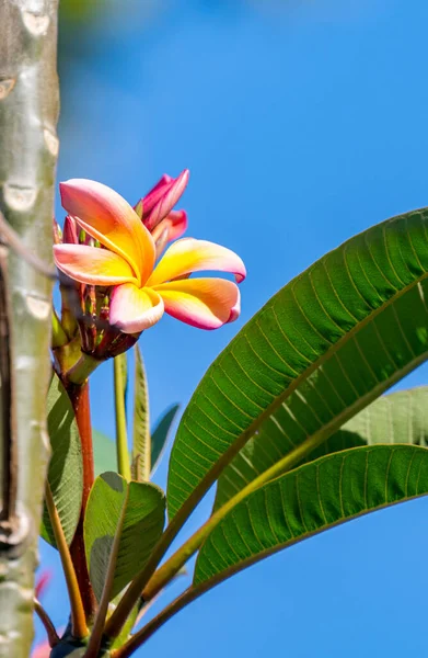 Plumeria Flowers Blooming Sunny Day — Stock Photo, Image