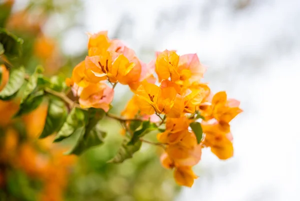 Schöne Blühende Bougainvillea Einem Blumenbeet — Stockfoto