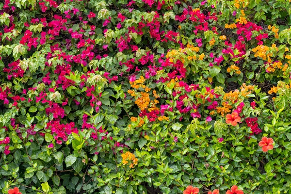Красивая Цветущая Бугаинвиллея Цветнике — стоковое фото
