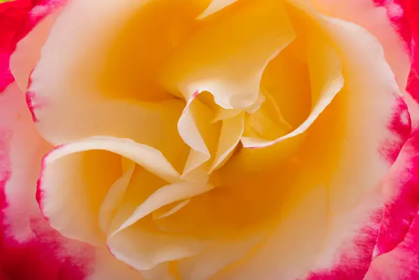 Sfondo Una Bella Rosa Primo Piano — Foto Stock