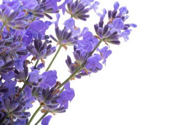 buket beyaz zemin üzerinde lavanta