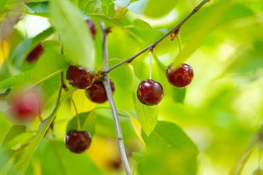 Yazın ağaçta kiraz meyvesi