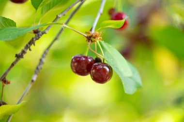Yazın ağaçta kiraz meyvesi