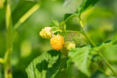 bahçede büyüyen ahududu
