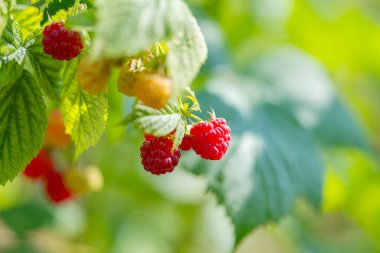 bahçede büyüyen ahududu