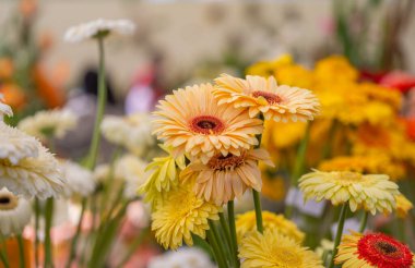 Gerbera Çiçekleri Bir çiçek fuarında