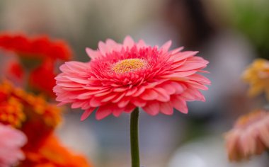 Gerbera Çiçekleri Bir çiçek fuarında