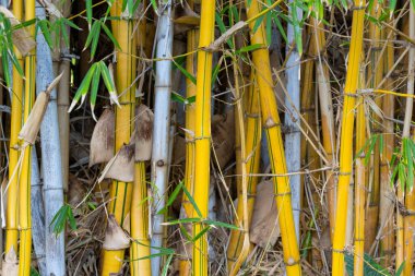 Korulukta büyüyen bambu.