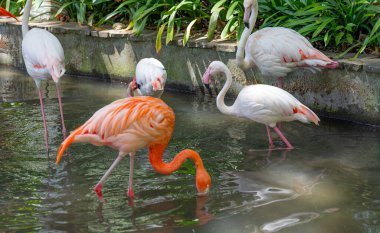 Parkta pembe flamingo