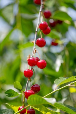 Ağaçtaki kiraz meyveleri.