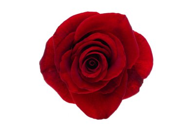 kırmızı gül beyaz arkaplanda izole