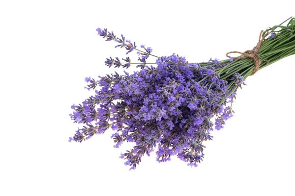 Bouquet Lavender White Background — Stock Photo, Image