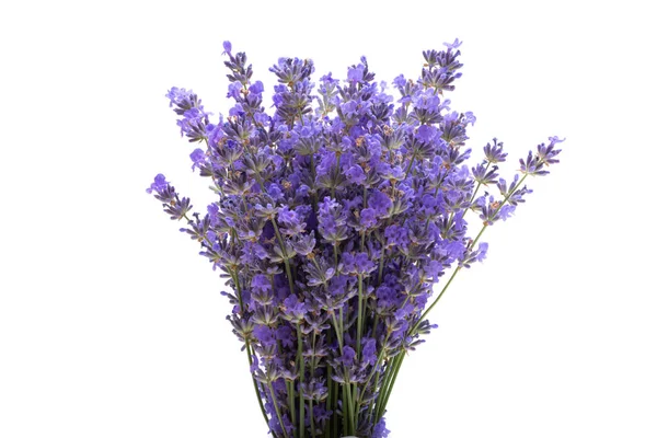 Bouquet Lavender White Background — Stock Photo, Image