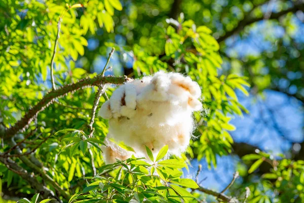 Ceiba Pentandra Cotton Fiber — Stock Photo, Image