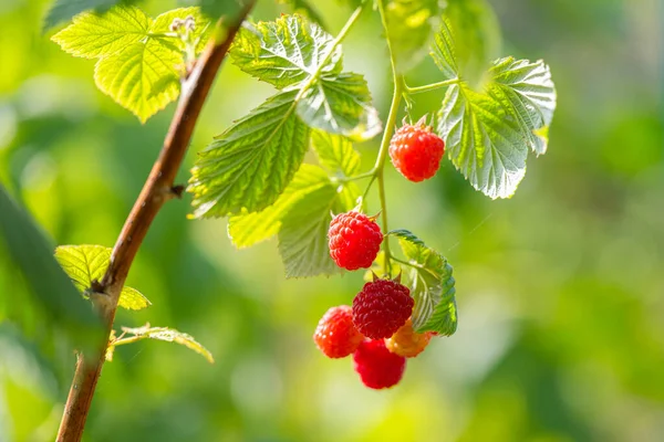 Raspberries Growing Garden — Stock Photo, Image