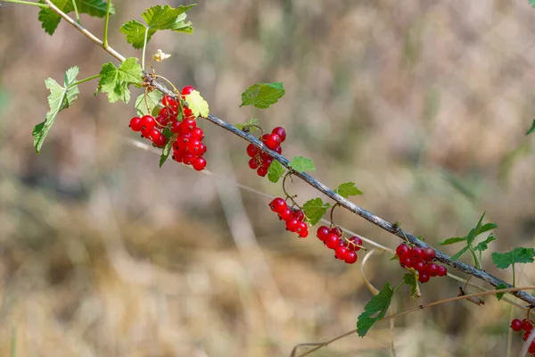 Red Currant Growing Garden — Stock Photo, Image