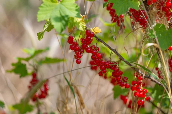 Red Currant Growing Garden — Stock Photo, Image