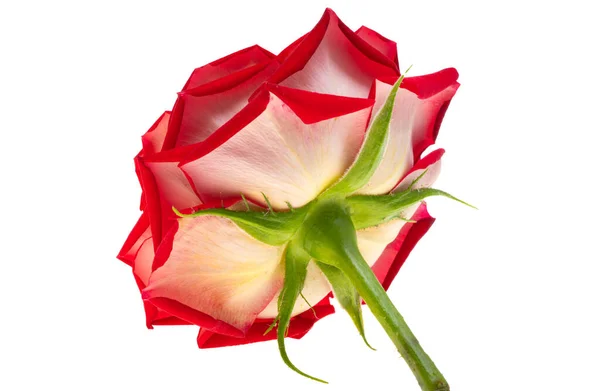 Una Hermosa Rosa Roja Cerca — Foto de Stock