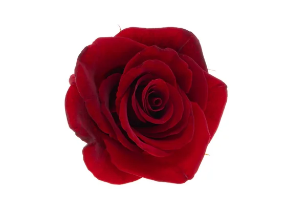 一朵美丽的红玫瑰靠近了 — 图库照片