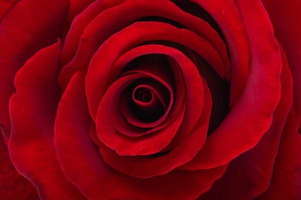 Una Bella Rosa Rossa Vicino — Foto Stock